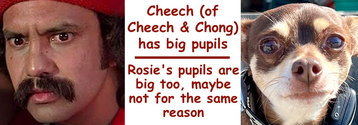 rosie